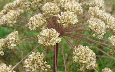 Andělika lékařská (Angelica archangelica)