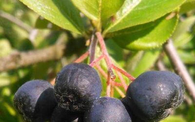 Aronie (Aronia melanocarpa)