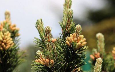 Borovice (Pine)