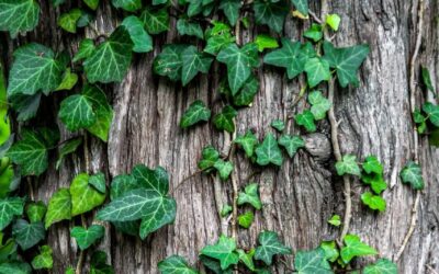 Břečťan popínavý (Hedera helix)